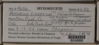 Physarum cinereum image
